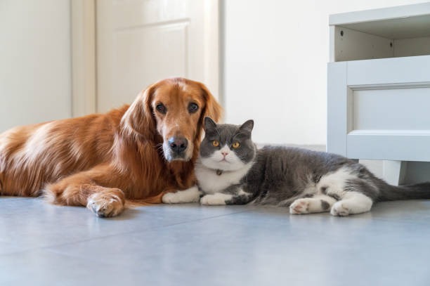 How Can I Prepare for a Potential Pet Emergency?