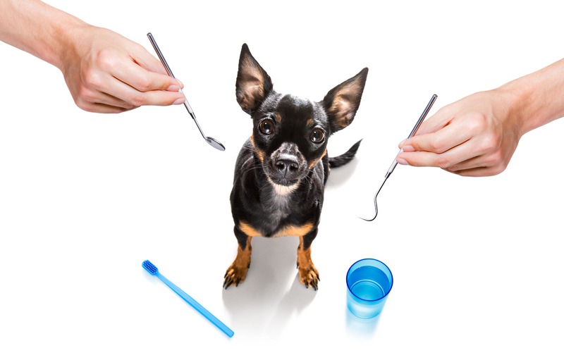 When Does Your Pet Need a Dental Specialist’s Care?
